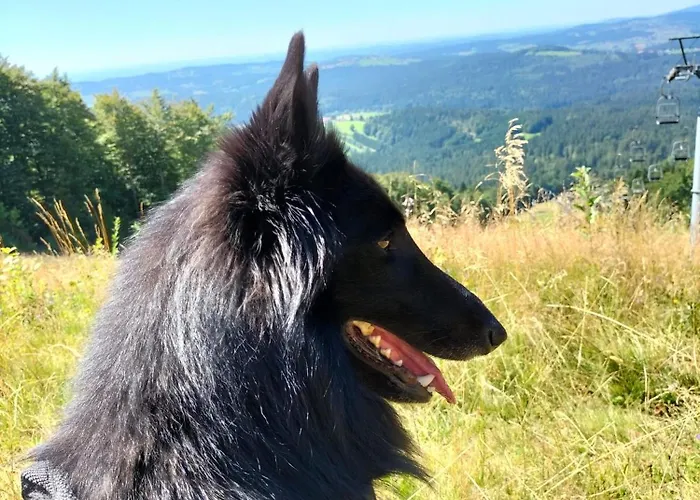 Baerenhof Πανδοχείο Philippsreut